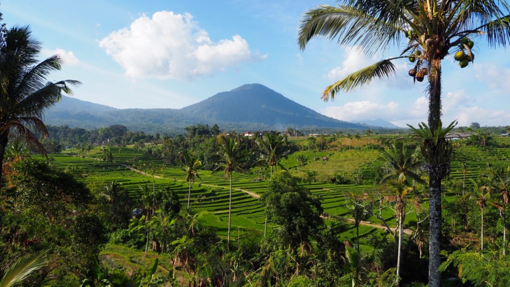 Bali - Reisterrassen